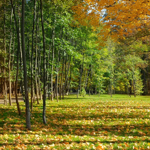 Herrliche Herbstlandschaft Eines Malerischen Waldes Mit Viel Warmem Sonnenschein — Stockfoto