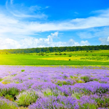 Yazın lavanta tarlası ve mavi gökyüzü.