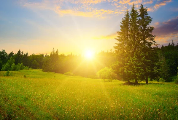 Herrlicher Sonnenaufgang Den Karpaten Blumen Auf Wiesen Und Bewaldeten Hügeln — Stockfoto