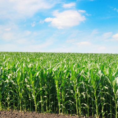 Güzel bulutlu mısır tarlası ve gökyüzü