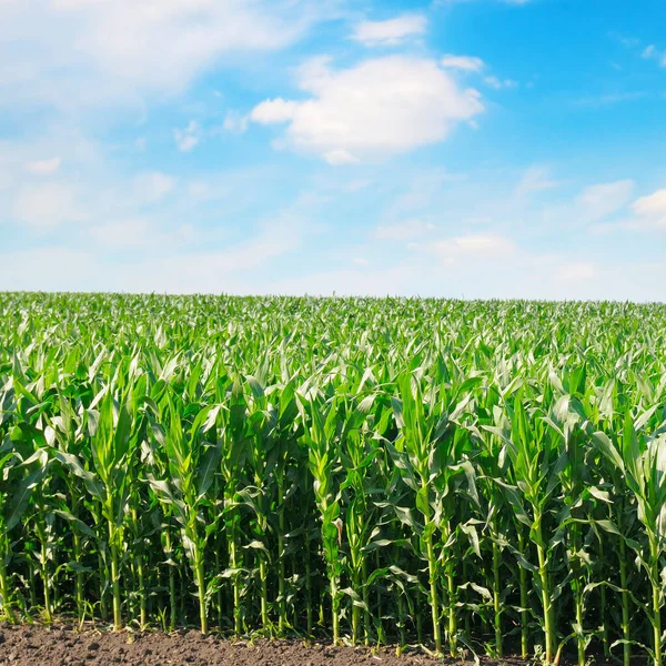 Güzel bulutlu mısır tarlası ve gökyüzü