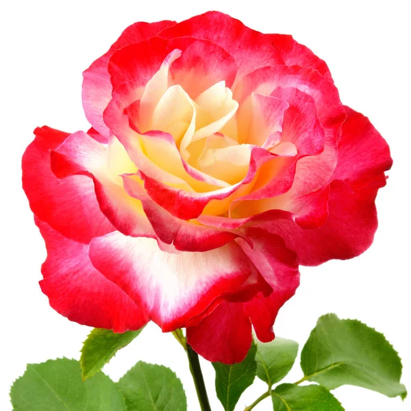 Schöne Rose Blume Isoliert Auf Weißem Hintergrund — Stockfoto