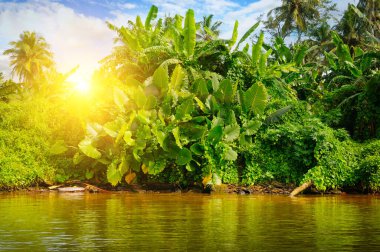 Göldeki tropik canavar ormanları, mangrovlar ve palmiyeler. Sri Lanka 'ya git.