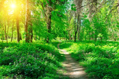 Parlak gün ışığında bir bahar ormanının içinden geçen yol. Sığ alan derinliği.
