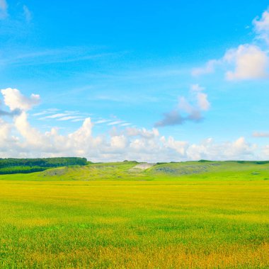 green field and blue sky, grass in spring background, agricultural cereal crop