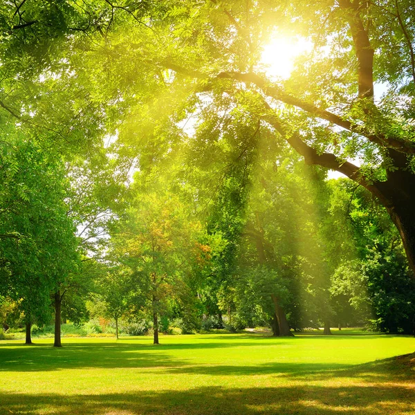 Beautiful Forest Spring Bright Sun Shining Trees Stock Image