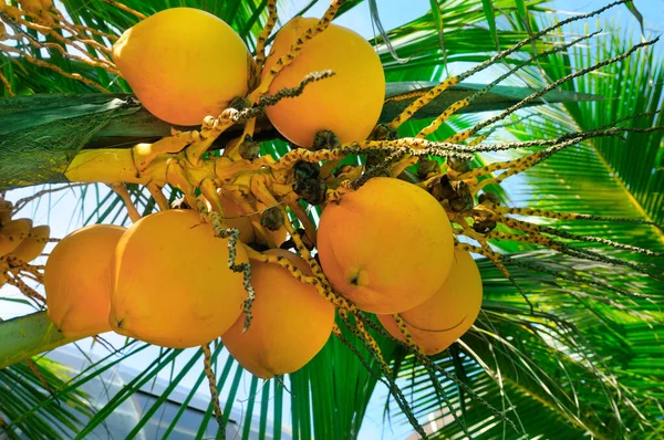 Palmeira Tropical Com Coco Amarelo Contra Céu Azul Viajar Para — Fotografia de Stock