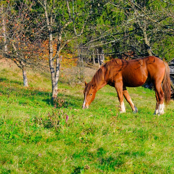 Cavallo Prato Montagna Immagine Della Fauna Selvatica — Foto Stock