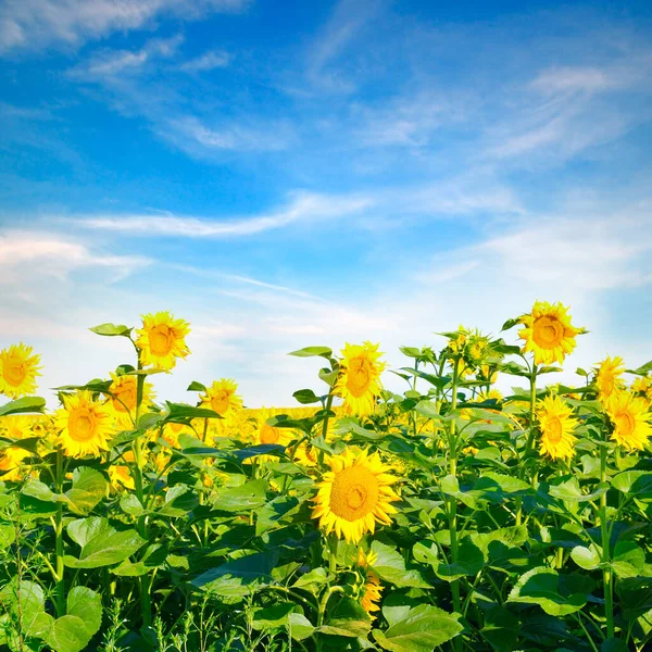 Veld Van Bloeiende Zonnebloemen Een Achtergrond Van Blauwe Lucht — Stockfoto