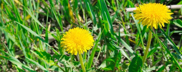 有黄色蒲公英的绿地 地面上的黄色春花遮掩 全息图 — 图库照片