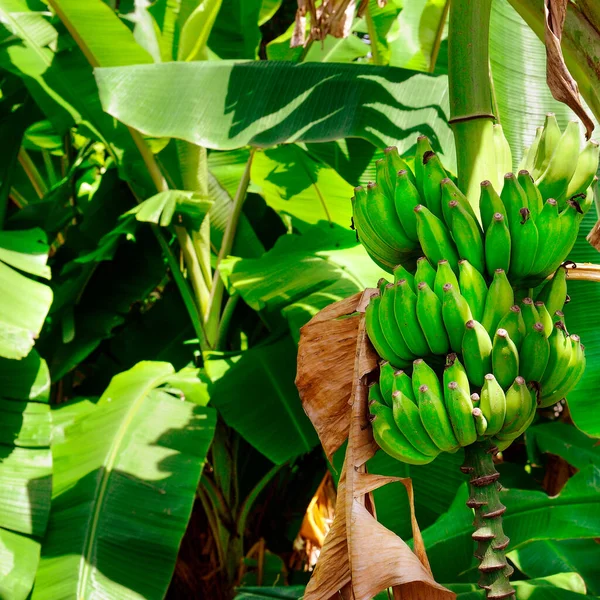 菜园里的绿色香蕉在香蕉树上种植 — 图库照片