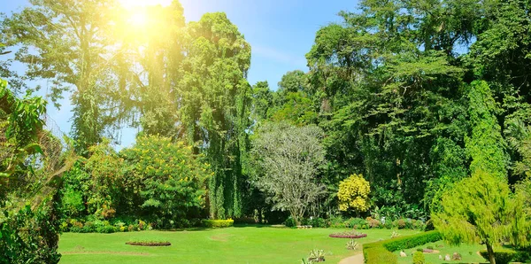 Tropická Zahrada Květinami Palmami Modrou Oblohou Široká Fotografie — Stock fotografie