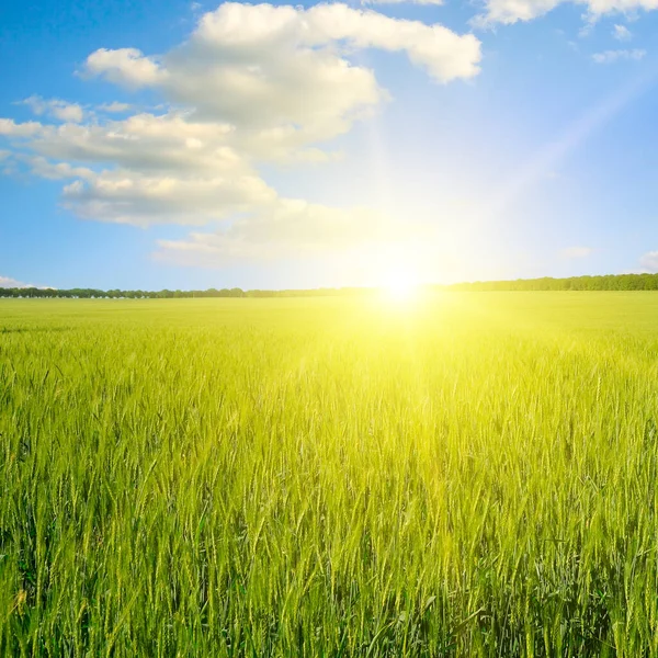 Campo Trigo Verde Sol Brilhante Longo Horizonte — Fotografia de Stock