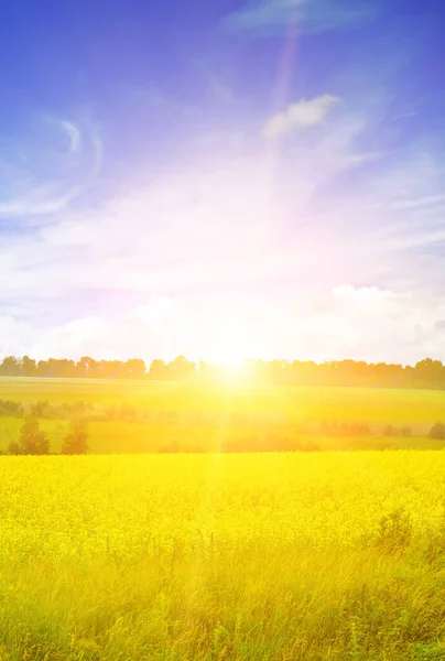 Sonnenuntergang Über Dem Großen Gelben Colza Feld Anlage Für Grüne — Stockfoto