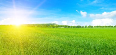 Yeşil buğday tarlası ve ufukta parlak gün doğumu. Geniş resim.