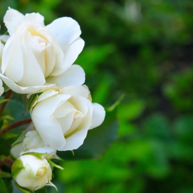 Akşamları bahçede beyaz güller. Yüzeyin derinliği. Arka plan bulanık. Metin için boş alan var.