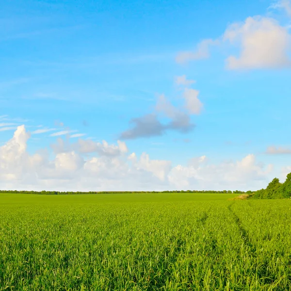 Champs Blé Ciel Bleu Paysages Ruraux — Photo