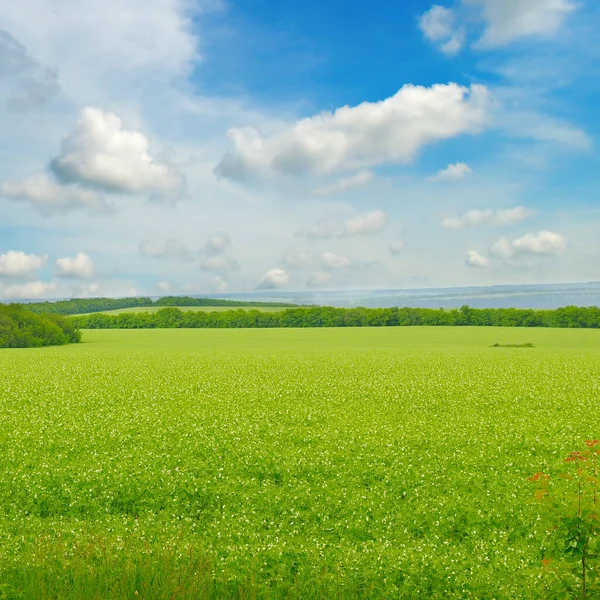 Campo Guisantes Verdes Cielo Azul Nublado —  Fotos de Stock