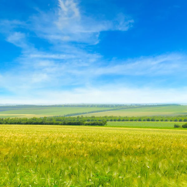 Tarwevelden Blauwe Lucht Landelijke Landschappen — Stockfoto