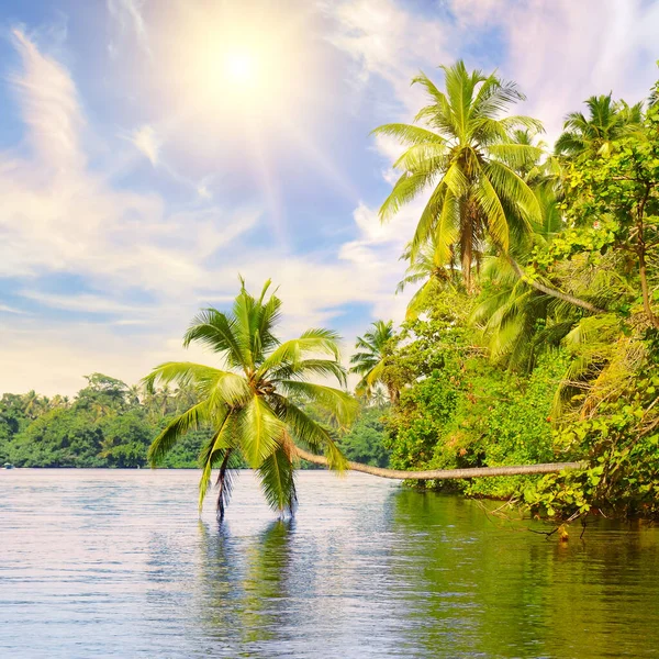 Jungle Tropicale Mangroves Palmiers Sur Lac Voyage Sri Lanka — Photo