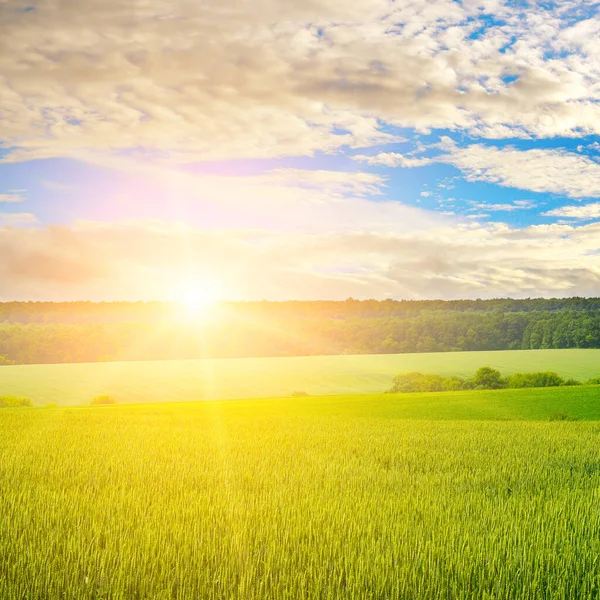 Grünes Weizenfeld Und Strahlender Sonnenaufgang Über Dem Horizont — Stockfoto