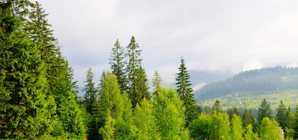 Foresta Abete Rosso Sulle Pendici Della Montagna Tramonto Carpazi Ucraina — Foto Stock