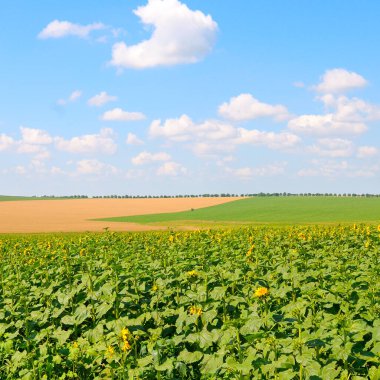 Ayçiçeği filizleri ve güzel mavi gökyüzü.