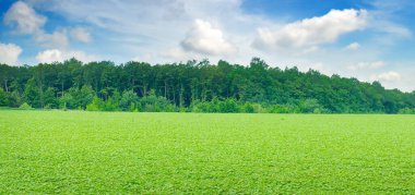 Açık fasulye tarlası ve bulutlu gökyüzü. tarım arazisi. Geniş resim.