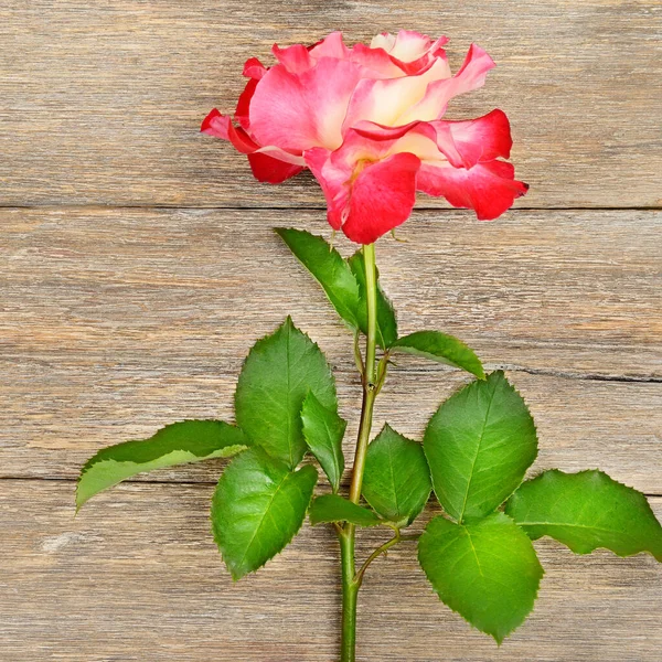 Красива Квітка Троянди Дерев Яному Фоні Стіни — стокове фото