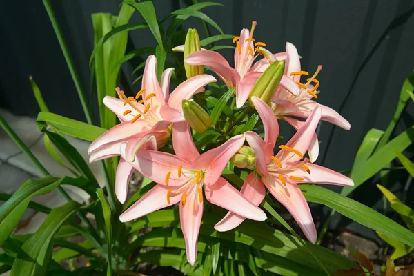 Beautiful Pink Lily Flower Green Leaves Background — Stock Photo, Image