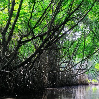 Suda açık kökleri olan yeşil mangrov ağaçları. Sri Lanka 'ya git