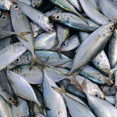 Balık yakalıyorum. Sıradan hamamböceği. arkaplan