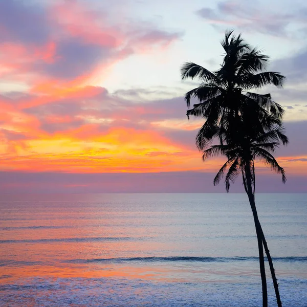 Piękny Zachód Słońca Tropikalna Plaża Palmą Różowe Niebo Podróż Wakacje — Zdjęcie stockowe