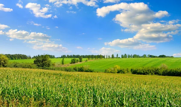 Kukoricamező Gyönyörű Felhőkkel — Stock Fotó