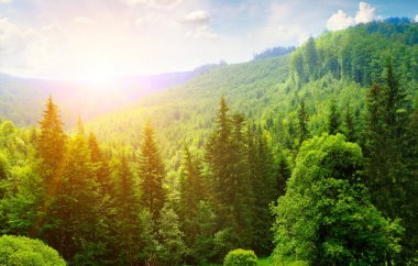 Güzel dağ manzarası. Kozalaklı ormanların üzerinde gün doğumu. Konsept - tatil ve seyahat.