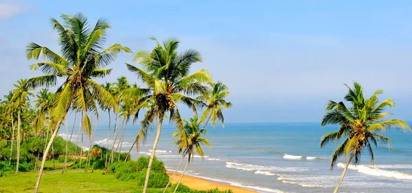 Tropická Pláž Kokosové Stromy Koncept Dovolené Cestování Široká Fotografie — Stock fotografie