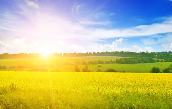 大きな黄色のコルザ畑の上の日没 緑のエネルギーのための — ストック写真