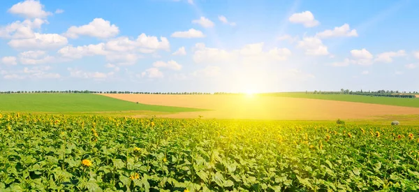 Unga Skott Solrosor Gården Fältet Och Soluppgång Blå Himmel Brett — Stockfoto