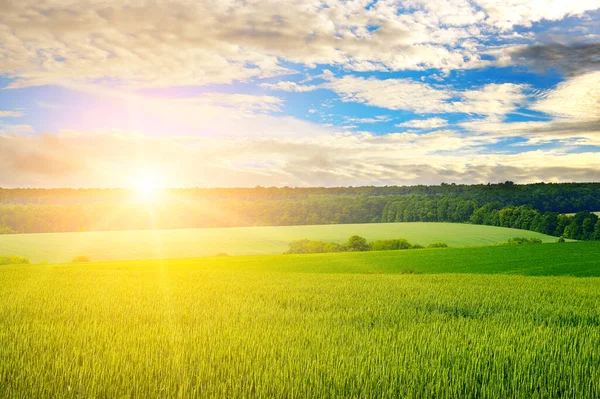 Weizenfeld Und Strahlender Sonnenaufgang Über Dem Horizont — Stockfoto