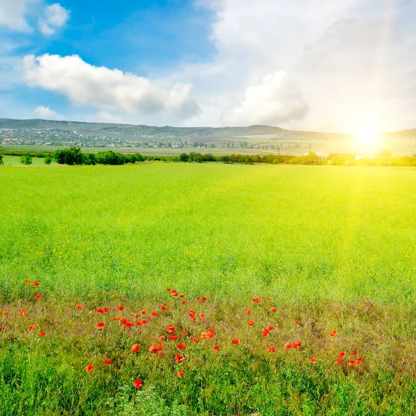 Rapsfeld Mit Schönen Wolken Pflanze Für Grüne Energie — Stockfoto