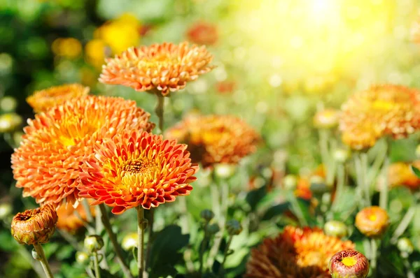 Background of yellow-orange chrysanthemums closeup in bright sunlight. Autumn flowers in the garden. Soft focus, the warm rays of the sun.