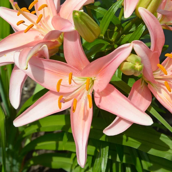 Beautiful Pink Lily Flower Green Leaves Background — Stock Photo, Image