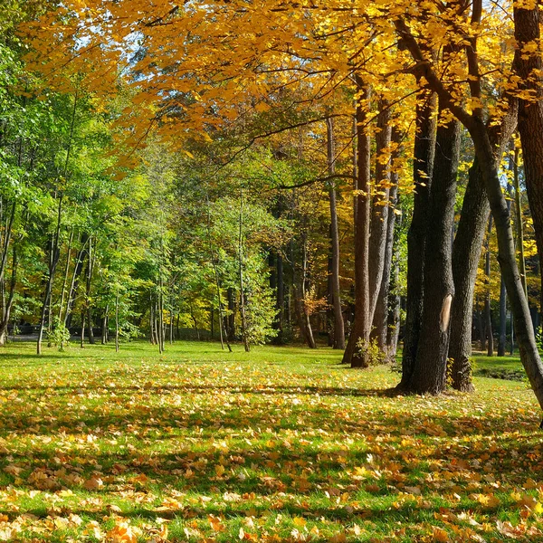 Schöner Herbstpark Mit Gelben Bäumen Bei Sonnigem Wetter — Stockfoto