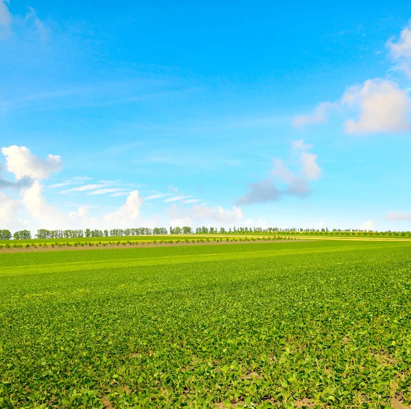 Campo Soja Verde Cielo Nublado Paisaje Agrícola — Foto de Stock