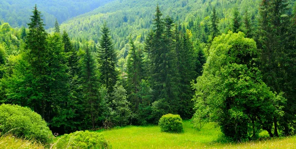 Bosque Coníferas Una Empinada Ladera Montaña Concepto Vacaciones Viajes —  Fotos de Stock