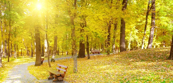 Eine Holzbank Unter Den Roten Orangen Und Gelben Buchen Park — Stockfoto