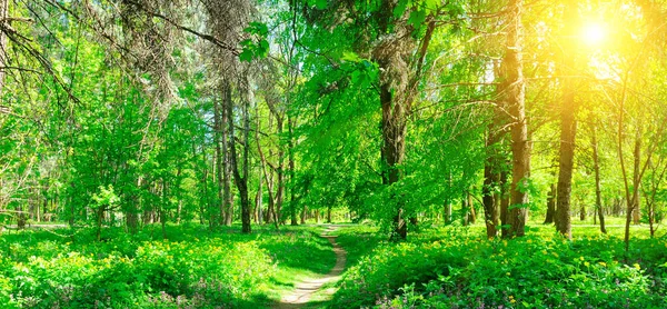 Path Spring Forest Bright Sunshine Shallow Depth Field Wide Photo — Stock Photo, Image