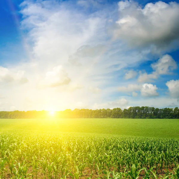 Hermosa Mañana Amanecer Sobre Campo Maíz — Foto de Stock