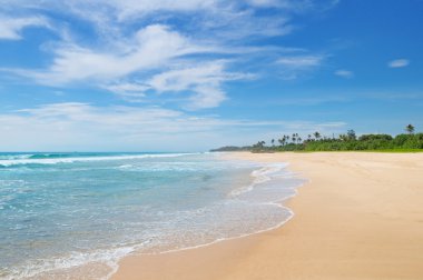 Okyanus ve Hindistan cevizi avuç içi Shore