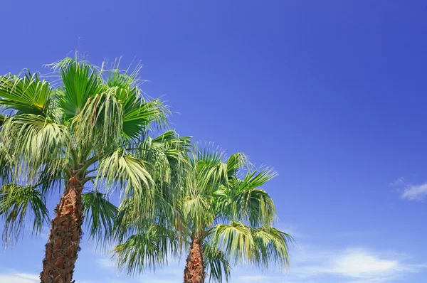 Palma no fundo do céu azul — Fotografia de Stock